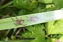 Larinioides_cornutus_D3109_Z_85_Loosdrechtse plassen_Nederland